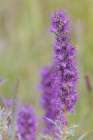 USA-Colorado-Gunnison National Forest Purple fringe flower close-up Art Print